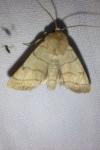 Charanyca trigrammica