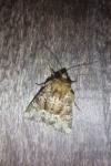 Oligia latruncula/strigilis/versicolor
