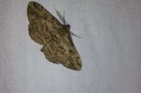 Peribatodes rhomboidaria