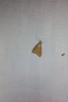 Udea ferrugalis