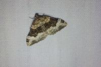 Epirrhoe galiata