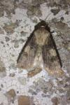 Agrotis puta