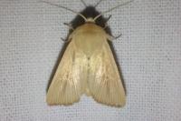 Mythimna sicula
