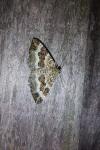 Epirrhoe alternata