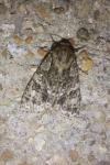 Acronicta rumicis