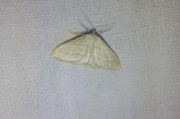 Idaea subsericeata