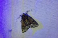 Oligia latruncula/strigilis/versicolor