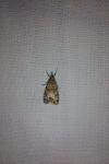 Eudonia mercurella