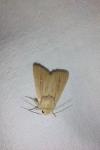 Mythimna sicula