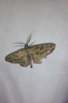 Peribatodes rhomboidaria