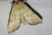 Charanyca trigrammica
