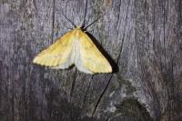 Aspitates ochrearia