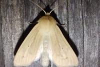 Mythimna pallens
