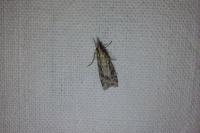 Eudonia angustea