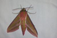 Deilephila elpenor