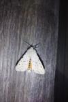 Spilosoma lubricipeda