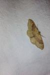 Idaea degeneraria