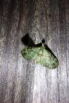 Pasiphila rectangulata