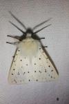 Spilosoma lubricipeda