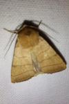 Charanyca trigrammica
