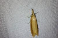 Donacaula forficella