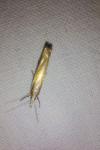Crambus pascuella