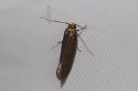 Cephimallota crassiflavella