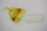 Parornix torquillella