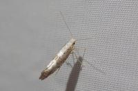 Argyresthia spinosella