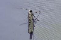 Yponomeuta plumbella