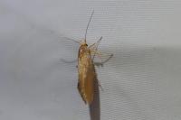 Crassa unitella