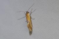 Batia lunaris