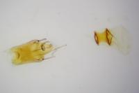 Bryotropha terrella