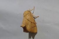 Apoda limacodes