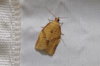 Clepsis consimilana