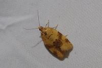 Epagoge grotiana