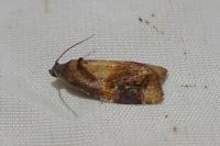 Ditula angustiorana