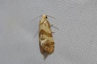 Phalonidia contractana