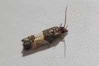 Spilonota ocellana