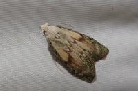 Aphomia sociella