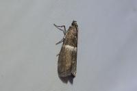 Elegia similella