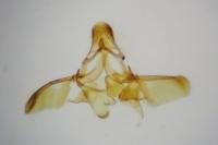 Phycitodes inquinatella