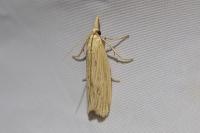 Ematheudes punctella