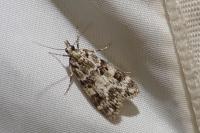 Eudonia delunella
