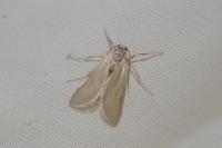Acentria ephemerella