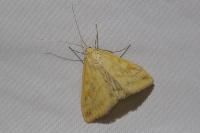 Sitochroa verticalis