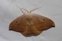 Watsonalla uncinula