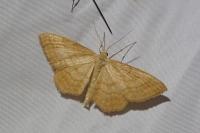 Idaea ochrata