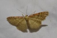 Idaea humiliata