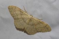 Idaea deversaria
